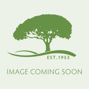 Dark Red Skin Distinctive Taste Heavy Producer Ripens Lat July