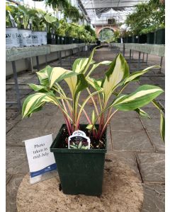 Hosta 'Cherry Berry' 1G