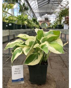 Hosta 'Earth Angel' 1G