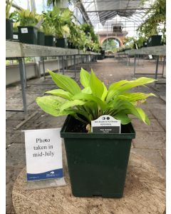 Hosta 'Fire and Ice' 1G