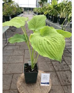 Hosta 'Old Glory' 1G