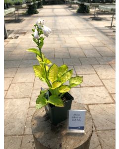 Hosta 'Rainforest Sunrise' 1G