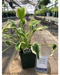 Hosta 'Wide Brim' 1G