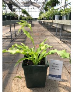 Hosta 'Wiggles & Squiggles' 1G