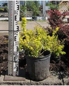 Golden Dwarf Barberry 3G