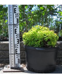 Goldmound Spirea 50cm