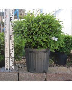 Green Gem Boxwood 40cm