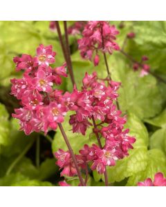 Coral Bells 'Berry Timeless'