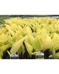 Hosta 'Designer Genes' 1G