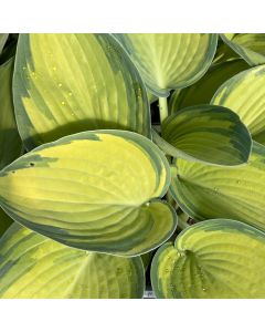 Hosta 'June' 1G