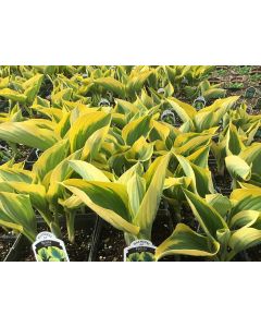 Hosta 'Liberty' 1G