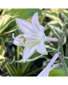 Hosta 'Minuteman' 1G