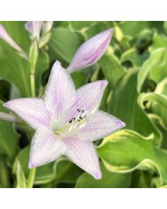 Hosta 'Wheee' 1G