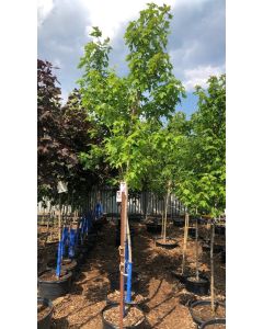 Autumn Blaze Maple 7G 250cm