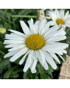 Shasta Daisy 'Whoops-Daisy' 1G