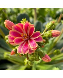 Lewisia 'Rainbow Mix' 1G