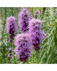 Blazing Star 'Kobold' 1G