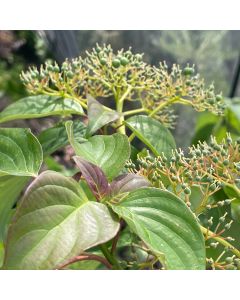 Pagoda Dogwood