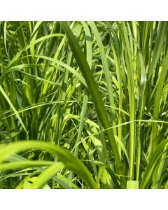 White Pampas Grass 1G