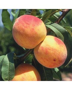 Reliance Peach Tree 