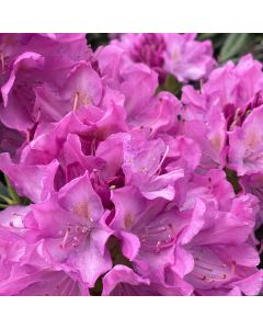 Roseum Pink Rhododendron