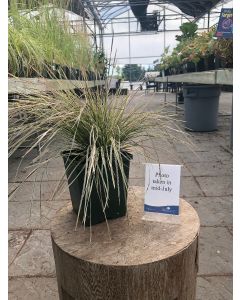 Tufted Hairgrass 'Northern' 1G