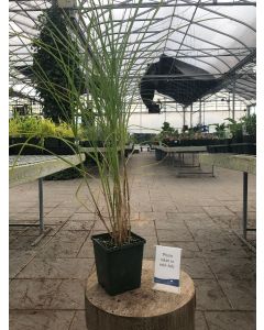 Miscanthus 'Graziella' 1G