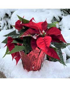 4.5" Poinsettia