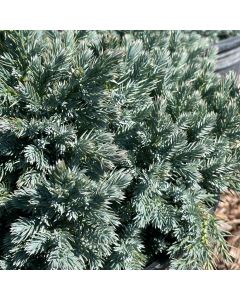 Blue Star Juniper