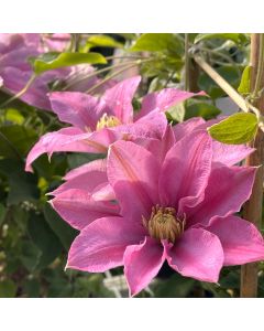 Abilene Boulevard Clematis