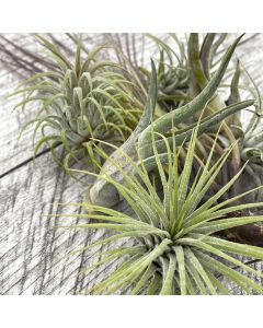 Tillandsia Assorted (AirPlant)