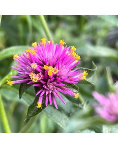 Amaranth 'Truffula Pink' 1G