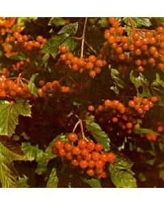 American Highbush Cranberry