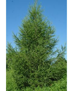 American Larch