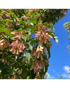 Amur Maple Clump