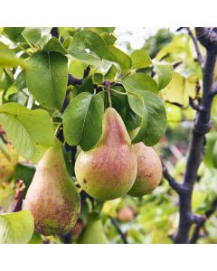 Anjou Pear Tree