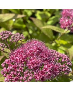 Anthony Waterer Spirea