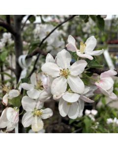 McIntosh Apple Tree