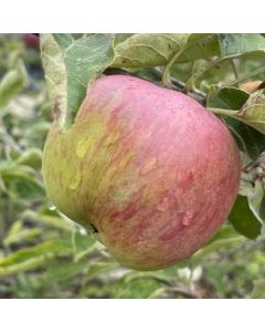 Cortland Apple Tree