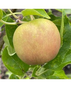 Golden Delicious Apple Tree