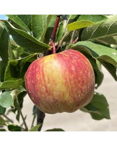 Red Delicious Apple Tree