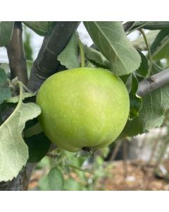 Empire Apple Tree