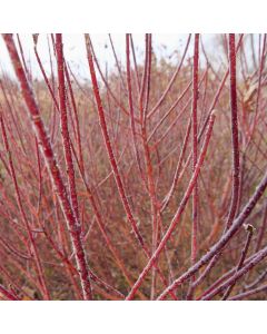 Arctic Fire Dogwood