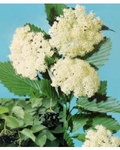 Arrowwood Viburnum