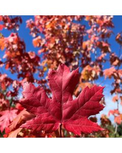 Autumn Blaze Maple Clump