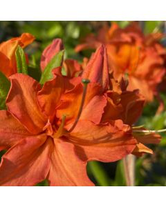 Mandarin Lights Azalea