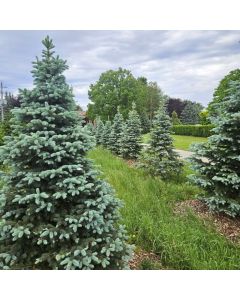 Baby Blue Spruce