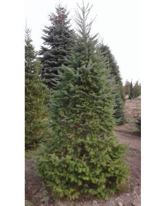 Balsam Fir