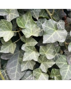 Baltic Ivy