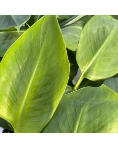 4" Banana Plant